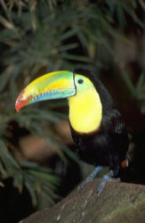 Image from the world&acute;s largest Birds-Park