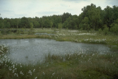 Bild vergr��ern: Moor mit flachem Wasser, Wollgras und B�umen im Hintergrund.