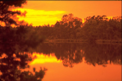 Bild vergr��ern: See im Sonnenuntergang mit oranger Spiegelung und B�umen am Ufer.