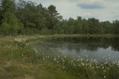 Bild vergr��ern: Ein kleiner See umgeben von Gras und wei�en Wollgrasbl�ten, mit einer Baumreihe im Hintergrund unter einem bew�lkten Himmel.